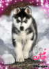 GIF animado (10878) Husky