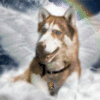 GIF animado (10883) Husky