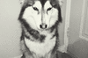 GIF animado (10885) Husky siberiano