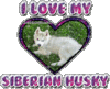 GIF animado (10886) Husky siberiano