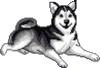 GIF animado (10887) Husky siberiano