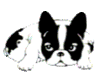GIF animado (10544) Icono bulldog frances