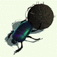 GIF animado (8290) Icono escarabajo pelotero