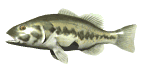 GIF animado (6298) Icono pez