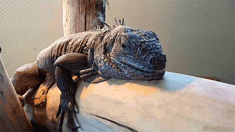 GIF animado (11241) Iguana