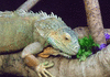 GIF animado (11242) Iguana