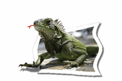 GIF animado (11244) Iguana