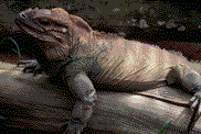 GIF animado (11247) Iguana