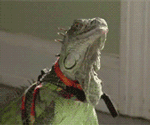 GIF animado (11248) Iguana