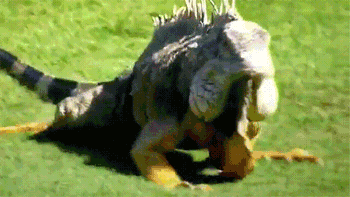 GIF animado (11252) Iguana andando
