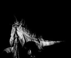 GIF animado (11253) Iguana blanco negro
