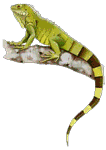 GIF animado (11256) Iguana colorida