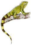 GIF animado (11257) Iguana colorida