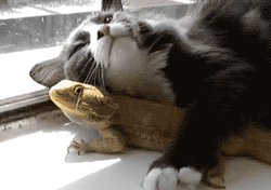 GIF animado (11259) Iguana gato