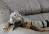 GIF animado (11260) Iguana grande