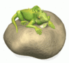 GIF animado (11266) Iguana roca