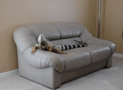 GIF animado (11269) Iguana sofa
