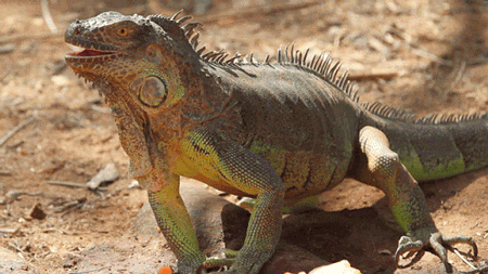 GIF animado (11270) Iguana verde