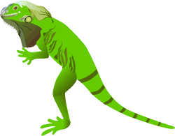 GIF animado (11271) Iguana verde