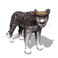 GIF animado (9396) Jaguar