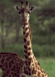 Imagen GIF de Jirafa africa animado