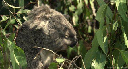 GIF animado (9460) Koala
