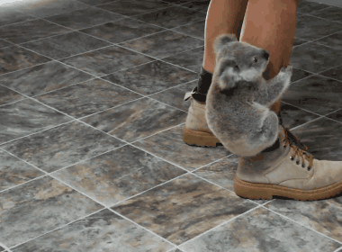 GIF animado (9461) Koala agarrado pierna