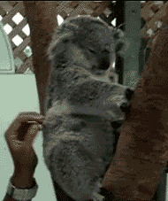 GIF animado (9462) Koala amoroso