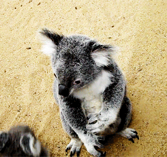 GIF animado (9466) Koala bebe koala