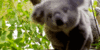 GIF animado (9467) Koala bonito