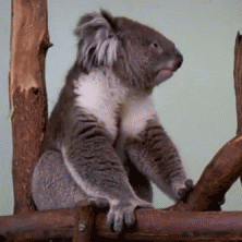 GIF animado (9468) Koala bostezando