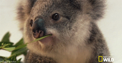 GIF animado (9471) Koala comiendo