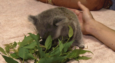 GIF animado (9472) Koala comiendo eucalipto