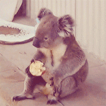 GIF animado (9473) Koala comiendo manzana