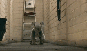 GIF animado (9477) Koala corriendo