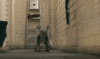 GIF animado (9477) Koala corriendo