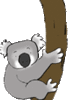 GIF animado (9479) Koala dibujos