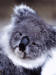 GIF animado (9481) Koala divertido