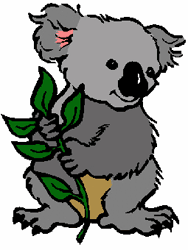 GIF animado (9484) Koala eucalipto