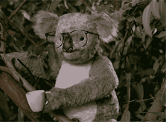 GIF animado (9485) Koala gafas