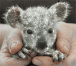GIF animado (9486) Koala glitter