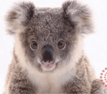 GIF animado (9489) Koala peludo
