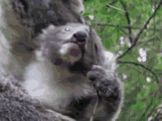 GIF animado (9491) Koala rama