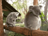 GIF animado (9499) Koalas
