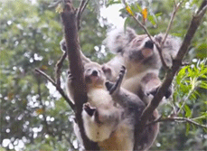 GIF animado (9500) Koalas marsupiales
