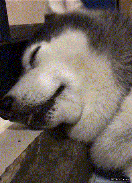 GIF animado (116721) La mirada de un perro cuando lo despiertan es desconcertante