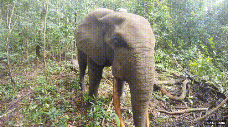 GIF animado (116435) La reaccion de un elefante al encontrarse con una camara en mitad del bosque