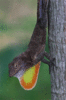 GIF animado (11281) Lagarto membrana