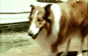 GIF animado (10713) Lassie