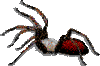 GIF animado (6648) Latrodectus